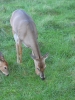 PICTURES/Iowa Wanderings/t_CCC Deer.JPG